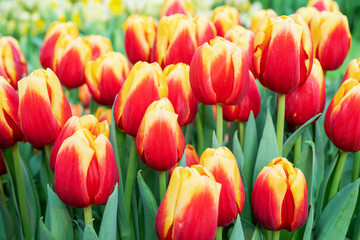 Beautiful flowers red tulips. Natural background Spring flowering tulips.