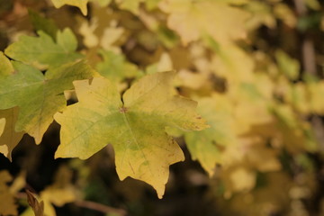 Yellow green maple leaves. Autumn background. Last warm days.
