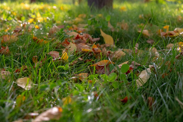 Yellow leaves on green grass, texture background. Beginning of autumn.