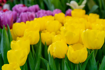 Beautiful flowers yellow tulips. Natural background Spring flowering tulips.