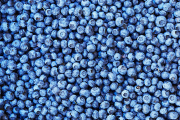 Fresh blueberry background. Texture blueberry berries