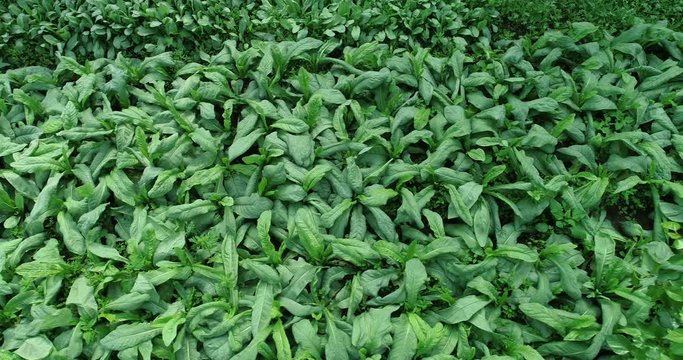 Aerial view of green asparagus lettuce growing at vegetable garden  