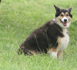 Wide side view of a big dog sitting on a grassy area