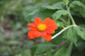 red flower opening in spring