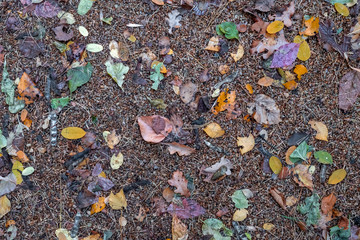 Fallen leaves on the ground. Red, yellow, green, orange leaves on the gravel, texture background.