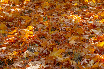 Maple leaves on the ground. Orange leaves on the ground in park. Texture, background.