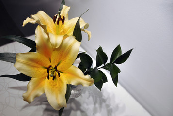 Beautiful yellow Lillies (Lily) in a vase indoor.