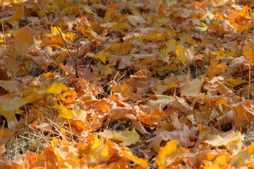 Maple leaves on the ground. Orange leaves on the ground in park. Texture, background.