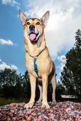 Happy dog standing on stones in countryside