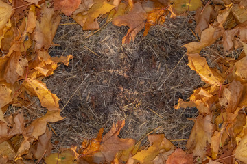 Autumn maple leaf on the ground with copy space.