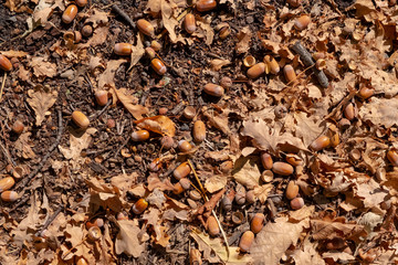 Acorns and dry oak leaves on the ground, texture background. Autumn forest.
