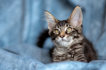 Obraz na płótnie Canvas little striped Maine Coon kitten