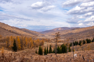 Beautiful autumn landscape with yellow larches, green fir trees and cloudy sky background. Autumn in siberia.