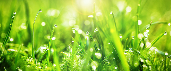 Fresh juicy young grass in droplets of morning dew, spring on a nature macro. Drops of water on the grass, natural wallpaper, panoramic view, soft focus. 