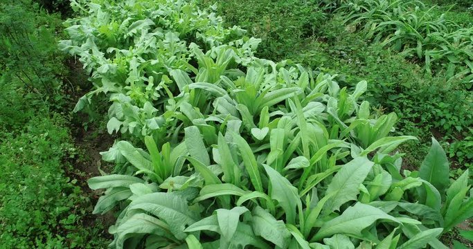 Aerial view of green asparagus lettuce growing at vegetable garden  