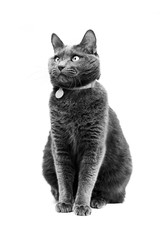 Beautiful gray cat is sitting on a white isolated background. He looks away.
