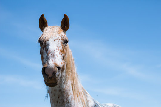 Retrato de un caballo blanco con manchas marrones