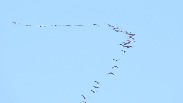 Common Cranes or Eurasian Cranes (Grus Grus) birds with a juvenile flying in mid air during migration