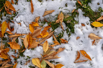 Yellow chestnut leaves on the ground covered with snow. Yellow leaves laying on snow.