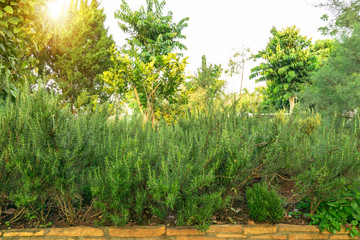 Rosemary herbs on stone flowerbase in English cottage backyard edible planting gardens, greenery trees on background in charming and good mainternance landscaping