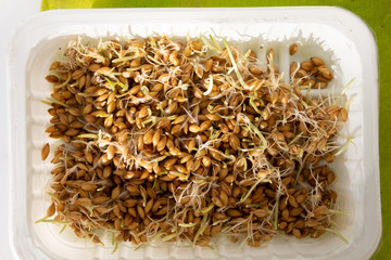 sprouted wheat grains close up in sun light in plastic container