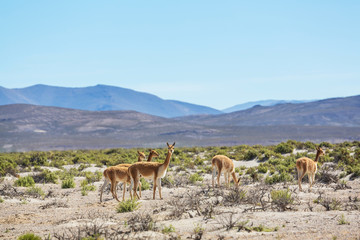 Guanaco