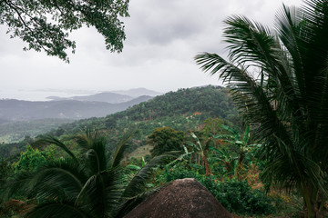 Fototapeta premium Green tropical and exotic garden with palm trees and trees in Thailand on the island of Koh Samui. Foresters and wicker swings. Complete reunion with nature. Island view