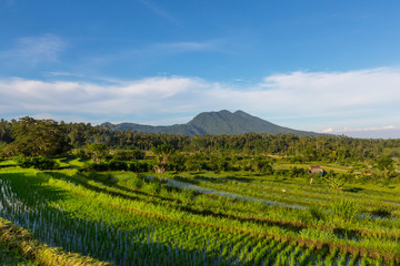 Rice field in Bali