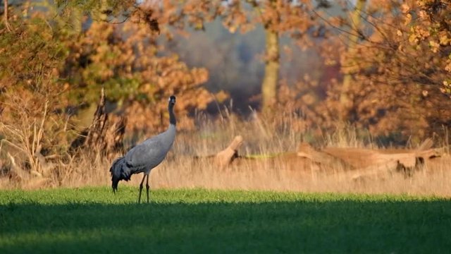 Common Crane or Eurasian Crane (Grus Grus) birds resting and feeding in a field during migration