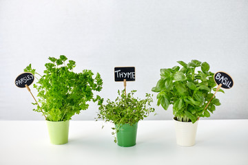 healthy eating, gardening and organic concept - green parsley, basil and thyme herbs with name...