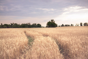 Obraz premium Wheat field