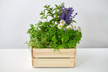 gardening, plants and organic concept - green herbs and flowers in wooden box on table