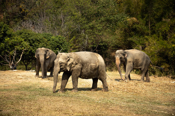 Old elephant in Chiang Mai Thailand