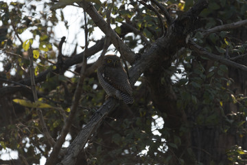Jungle owlet, or barred jungle owlet, is found in the Indian Subcontinent. The species is often found singly, in pairs or small groups