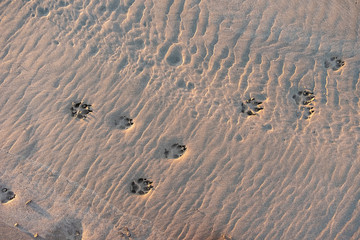 Dog footprints on a wet sand.