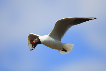 Single Black-headed gull - latin Larus ridibundus or Chroicocephalus ridibundus - known also as Laughing gull bird in flight during the spring mating season in wetlands of north-eastern Poland