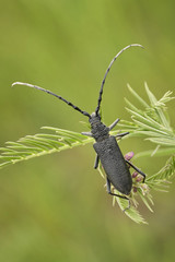 The capricorn beetle Cerambyx scopolii in Czech Republic