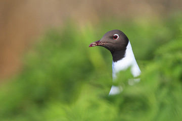 Single Black-headed gull - latin Larus ridibundus or Chroicocephalus ridibundus - known also as Laughing gull bird during the spring mating season in wetlands of north-eastern Poland