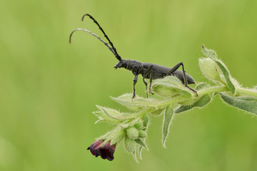 The capricorn beetle Cerambyx scopolii in Czech Republic