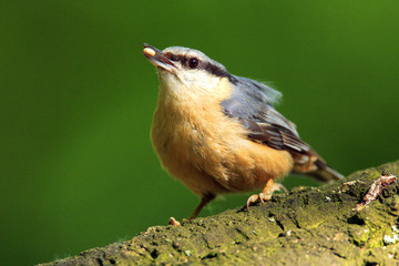 Single Eurasian Nuthatch bird - latin Sitta europaea - known also as Wood Nuthatch on a tree branch during the spring mating season in wetlands of north-eastern Poland