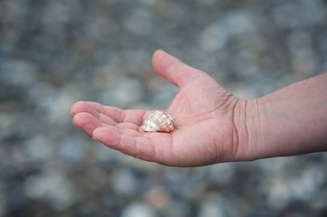 on the open palm of the hand lies a shell on a neutral background