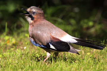 Single Eurasian Jay bird - latin Garrulus glandarius - in a grass during the spring mating season in wetlands of north-eastern Poland