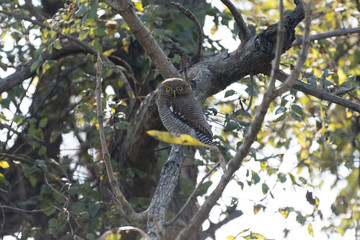 Jungle owlet, or barred jungle owlet, is found in the Indian Subcontinent. The species is often found singly, in pairs or small groups
