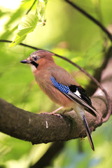 Single Eurasian Jay bird - latin Garrulus glandarius - on a tree branch during the spring mating season in wetlands of north-eastern Poland