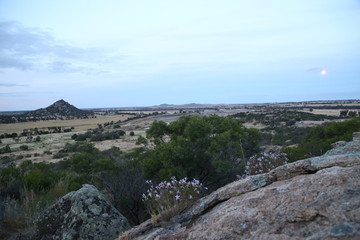 Wildflowers growing on rock in central Victoria, Australia