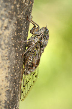European cicada, Cicada orni in Krk, Croatia