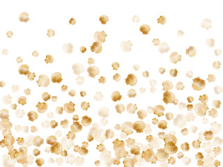 Oceanic scallop bivalve pearl shells gold mollusks