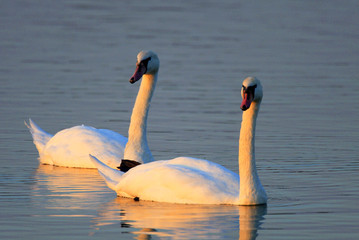 Pair of Mute Swan birds - latin Cygnus olor - on a water surface during the spring mating season in wetlands of north-eastern Poland