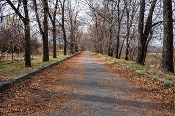 Asphalt road covered with orange foliage in autumn park. Autumn in park.