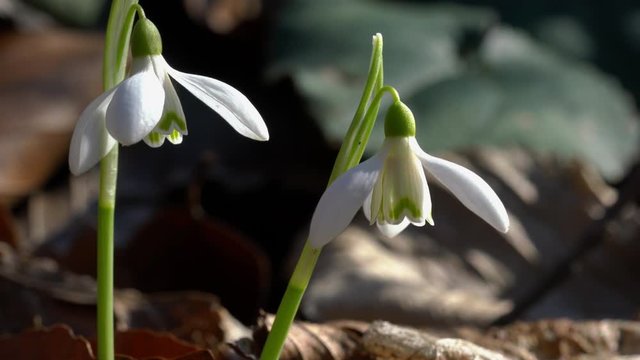 Snowdrop herald of spring in the natural ambience (Galanthus nivalis) - (4K)